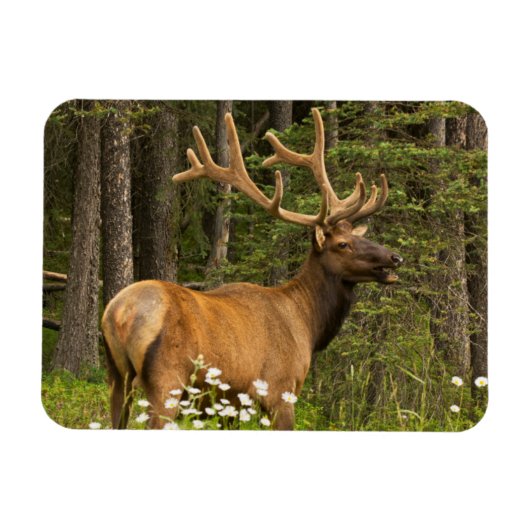 Bull elk in samvet, Kanada Magnet (Horizontal)