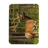 Bull elk in samvet, Kanada Magnet (Vertikal)