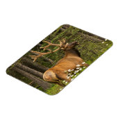 Bull elk in samvet, Kanada Magnet (Linke Seite)