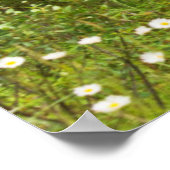 Bull elk in samvet, Kanada Poster (Ecke)