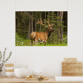 Bull elk in samvet, Kanada Poster (Küche)
