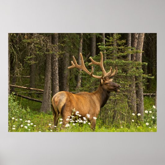 Bull elk in samvet, Kanada Poster (Vorne)