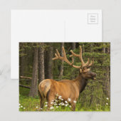Bull elk in samvet, Kanada Postkarte (Vorne/Hinten)