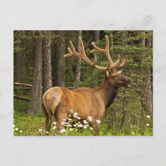 Bull elk in samvet, Kanada Postkarte (Vorderseite)