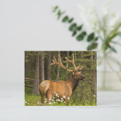 Bull elk in samvet, Kanada Postkarte (Stehend Vorderseite)