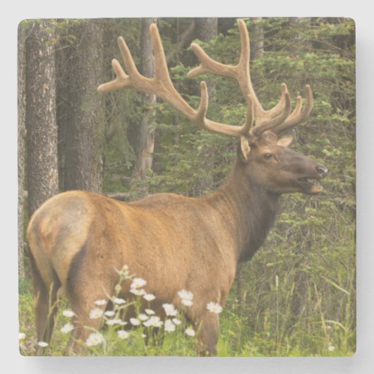 Bull elk in samvet, Kanada Steinuntersetzer (Vorderseite)