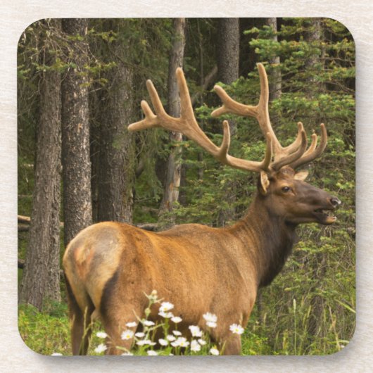 Bull elk in samvet, Kanada Untersetzer (Vorderseite)