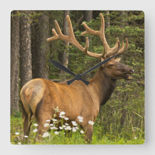 Bull elk in velvet, Canada Quadratische Wanduhr