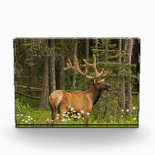 Bull Elk in Velvet, Kanada Fotoblock (Vorderseite)