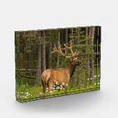 Bull Elk in Velvet, Kanada Fotoblock (Links)