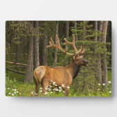 Bull Elk in Velvet, Kanada Fotoplatte (Vorderseite)
