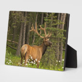 Bull Elk in Velvet, Kanada Fotoplatte (Seite)