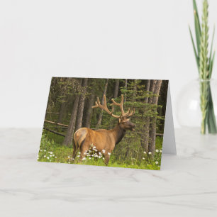 Bull Elk in Velvet, Kanada Karte