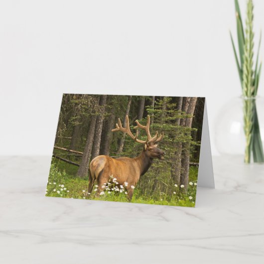Bull Elk in Velvet, Kanada Karte (Vorderseite)