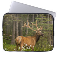 Bull Elk in Velvet, Kanada