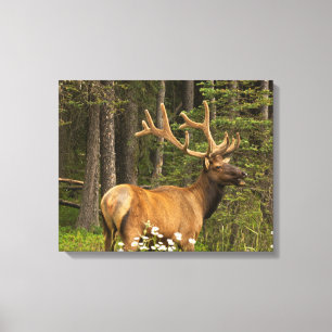 Bull Elk in Velvet, Kanada Leinwanddruck