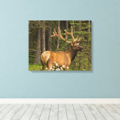 Bull Elk in Velvet, Kanada Leinwanddruck (Insitu (Holzboden))