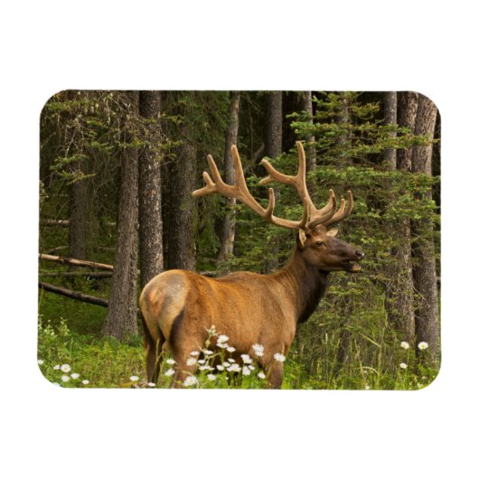 Bull Elk in Velvet, Kanada Magnet (Horizontal)
