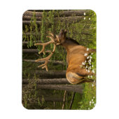 Bull Elk in Velvet, Kanada Magnet (Vertikal)