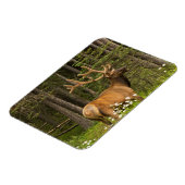 Bull Elk in Velvet, Kanada Magnet (Linke Seite)