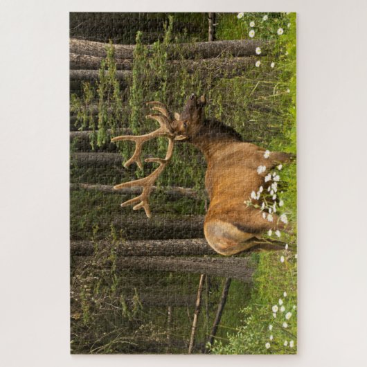 Bull Elk in Velvet, Kanada Puzzle (Vertikal)