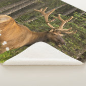 Bull Elk in Velvet, Kanada Sherpadecke (3/4)