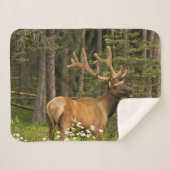 Bull Elk in Velvet, Kanada Sherpadecke (Vorderseite (Horizontal))