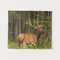 Bull Elk in Velvet, Kanada