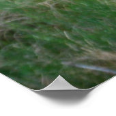 Bull Elk in Velvet Poster (Ecke)