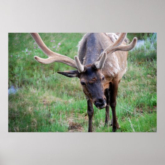 Bull Elk in Velvet Poster (Vorne)