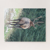 Bull Elk Jigsaw Puzzle (Horizontal)