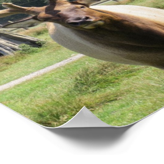 Bull Elk mit Riesenantler auf 8"x10" Poster (Ecke)