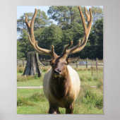 Bull Elk mit Riesenantler auf 8"x10" Poster (Vorne)