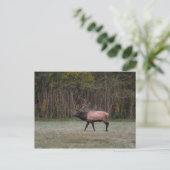 Bull Elk Morning Walk Blank Postcard Postkarte (Stehend Vorderseite)