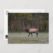 Bull Elk Morning Walk Blank Postcard Postkarte (Vorne/Hinten)