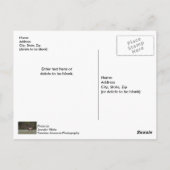 Bull Elk Morning Walk Blank Postcard Postkarte (Rückseite)