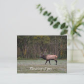 Bull Elk Morning Walk denken Sie an Postkarte (Stehend Vorderseite)