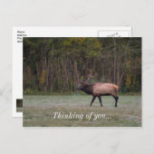Bull Elk Morning Walk denken Sie an Postkarte (Vorne/Hinten)