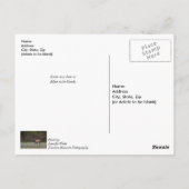 Bull Elk Morning Walk denken Sie an Postkarte (Rückseite)