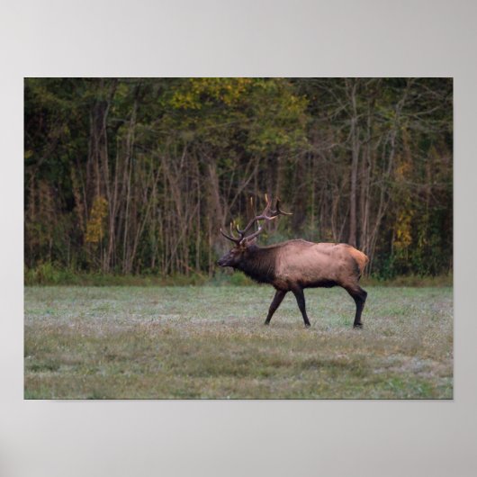 Bull Elk Morning Walk Poster (Vorne)