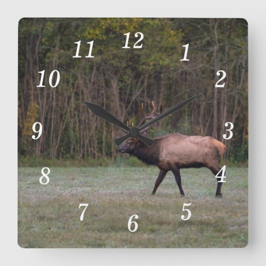 Bull Elk Morning Walning Wall Uhr (Vorderseite)