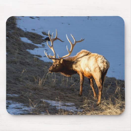 Bull Elk Mousepad (Vorne)