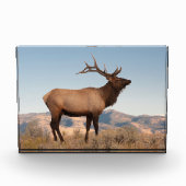Bull Elk Near Mammoth | Wyoming Fotoblock (Vorderseite)