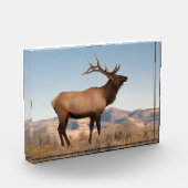 Bull Elk Near Mammoth | Wyoming Fotoblock (Links)