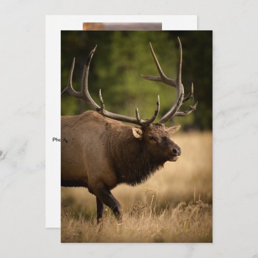 Bull Elk Note Card Dankeskarte (Vorne/Hinten)