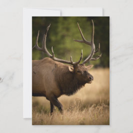 Bull Elk Note Card Dankeskarte