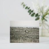 Bull Elk P2800 Postkarte (Stehend Vorderseite)