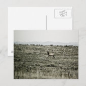 Bull Elk P2800 Postkarte (Vorne/Hinten)