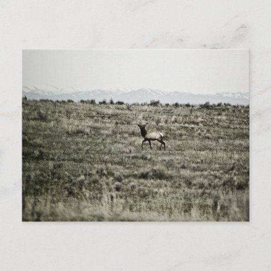 Bull Elk P2800 Postkarte (Vorderseite)