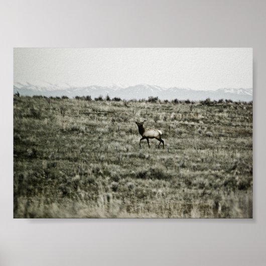 Bull Elk P2800 Print Poster (Vorne)